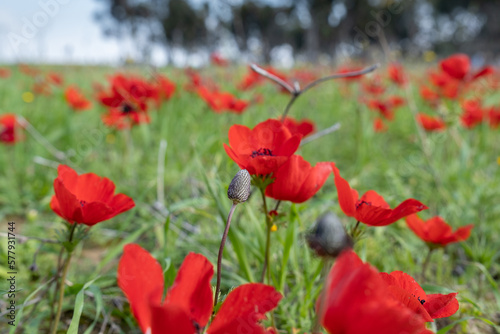 Amazing red anemone flowers blooming on meadow in springtime
