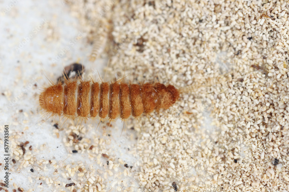 Larva, larvae of carpet beetle Anthrenus, Trogoderma, Attagenus