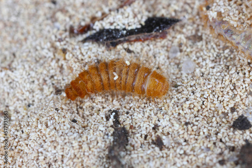 Larva, larvae of carpet beetle Anthrenus, Trogoderma, Attagenus, Dermestidae, Skin beetles family a synanthropic pest which lives in houses and apartments.