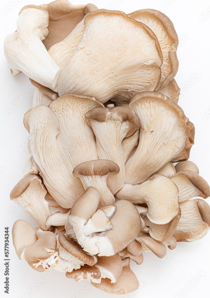 Fototapeta premium Oyster mushrooms - Pleurotus ostreatus isolated on a white background