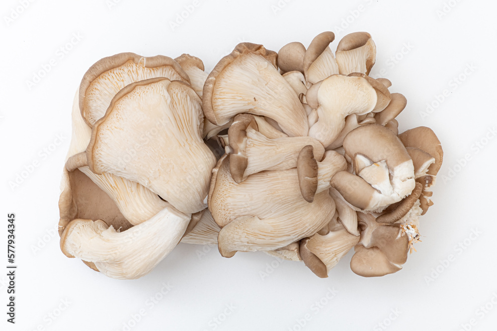 Fototapeta premium Oyster mushrooms - Pleurotus ostreatus isolated on a white background
