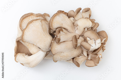 Oyster mushrooms - Pleurotus ostreatus isolated on a white background
