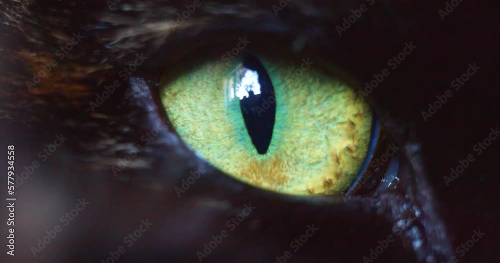 Close-up video of a green-yellow eye of a domestic cat.