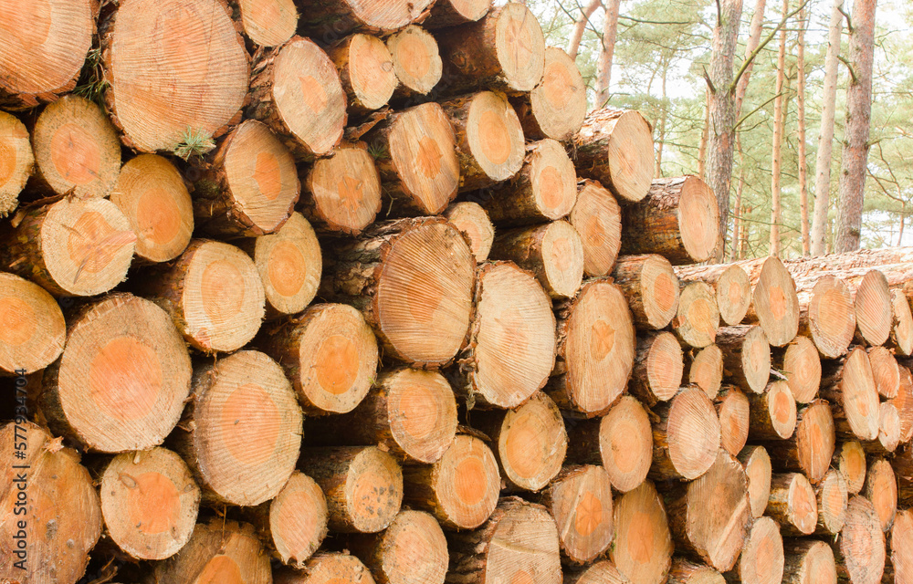 Brennholz Kiefer Kieferholz Holz Bauholz Forstwirtschaft im Wald Brennholz Kiefer Kieferholz Holz Bauholz Forstwirtschaft im Wald