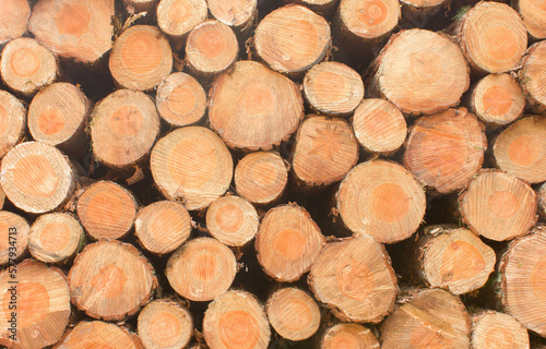 Holz Brennholz Hintergrund Kiefer Forstwirtschaft