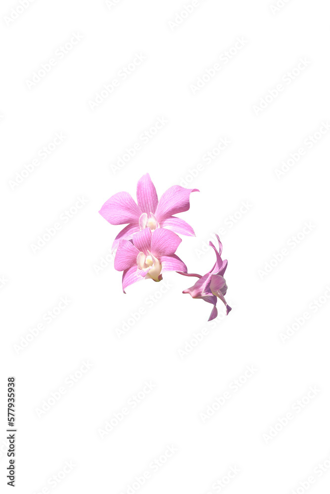 close up of beautiful pink orchid isolated on white background, clipping path included.