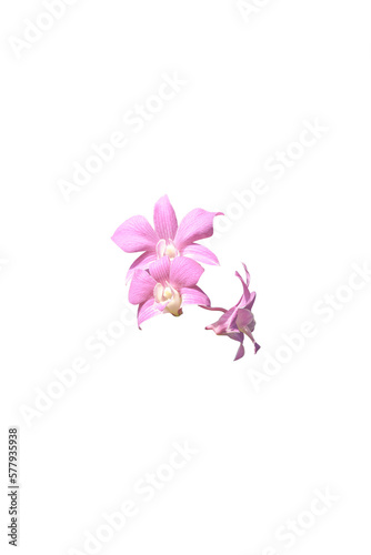 close up of beautiful pink orchid isolated on white background  clipping path included.
