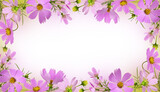Pink cosmos flowers in a floral frame on white or transparent background