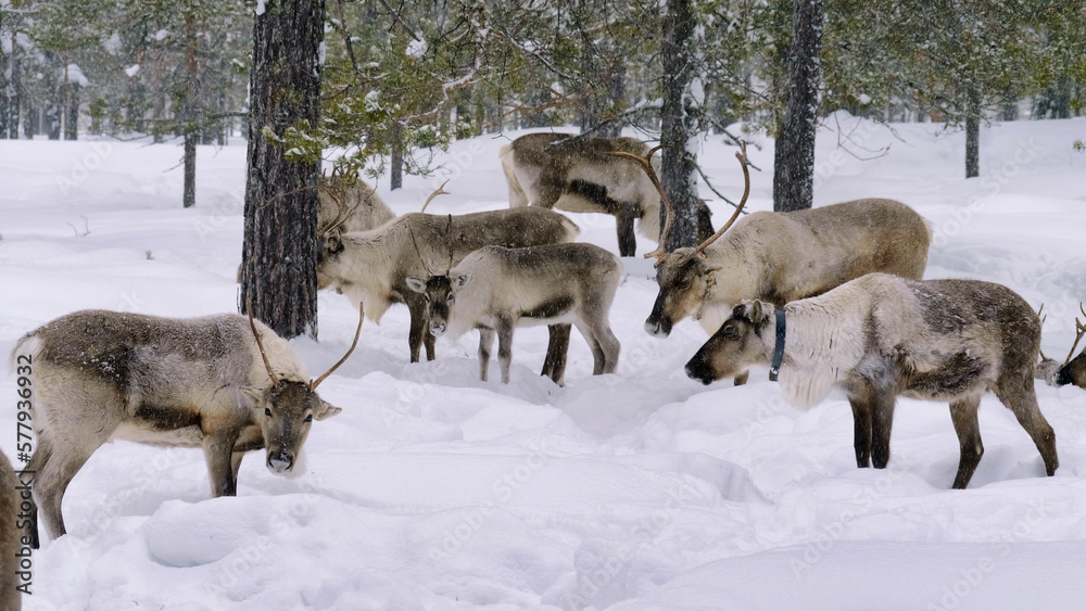 Western Siberia, a herd of reindeer in the winter forest.