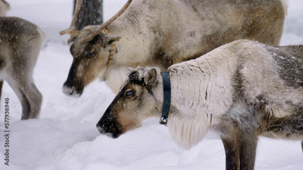 Western Siberia, a herd of reindeer in the winter forest.