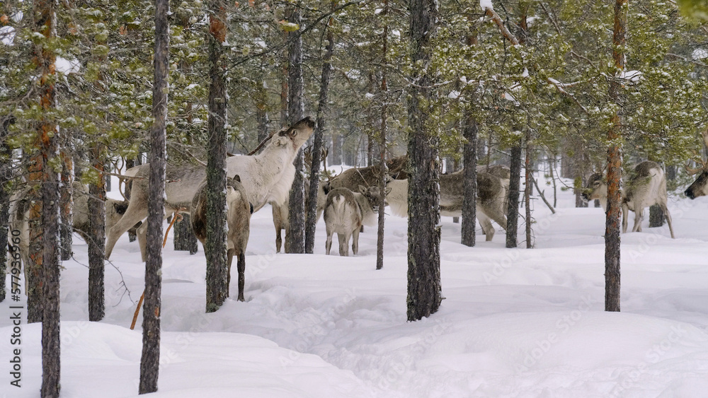 Fototapeta premium Western Siberia, a herd of reindeer in the winter forest.