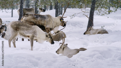Western Siberia  a herd of reindeer in the winter forest.