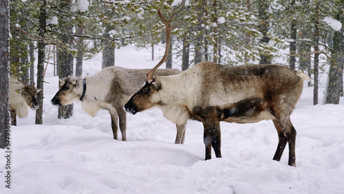 Western Siberia, a herd of reindeer in the winter forest.
