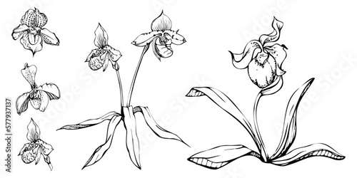 Hand drawn vector ink orchid flowers, stems, leaves, monochrome, detailed outline. Composition with branches. Isolated on white background. Design for wall art, wedding, print, tattoo, cover, card.