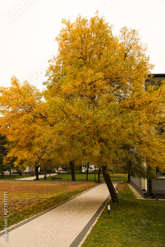 Beautiful tree with yellow leaves in autumn park
