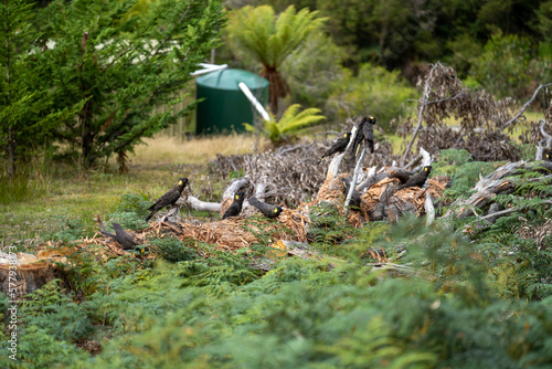 flock of yellow and black cockatoo on a log and tree in australia
