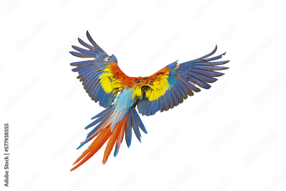 Parrot bird scarlet macaw  isolated on white background. This has clipping path.