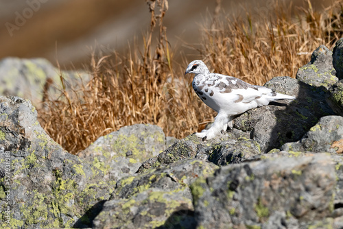 Lagopède alpin (Lagopus mutus) mâle en automne marchant sur un rocher. Alpes. France