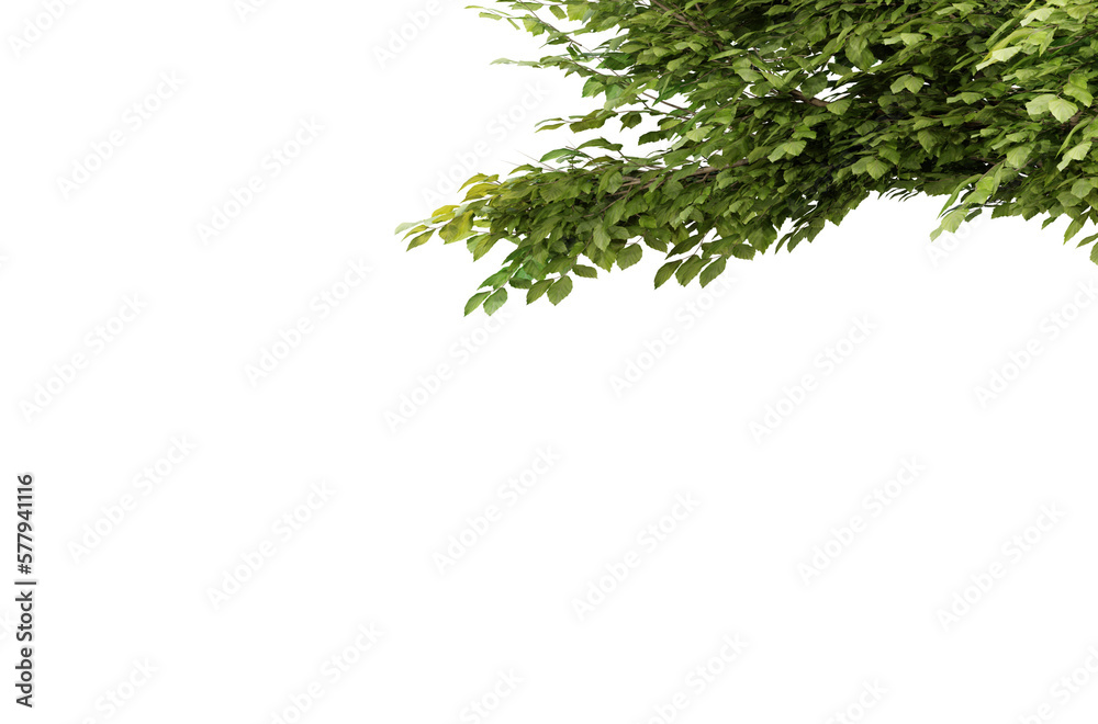 Tree branch with green leaf isolated on transparent background, 3d render illustration.