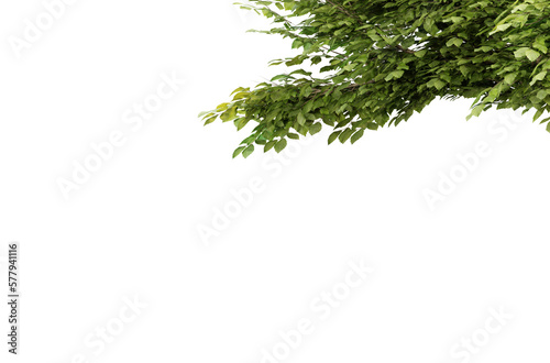 Tree branch with green leaf isolated on transparent background  3d render illustration.