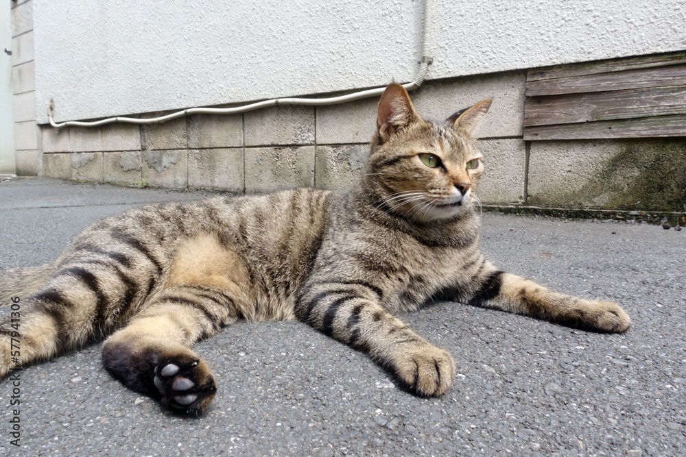 Obraz premium 野良猫、人懐っこい性格が可愛い