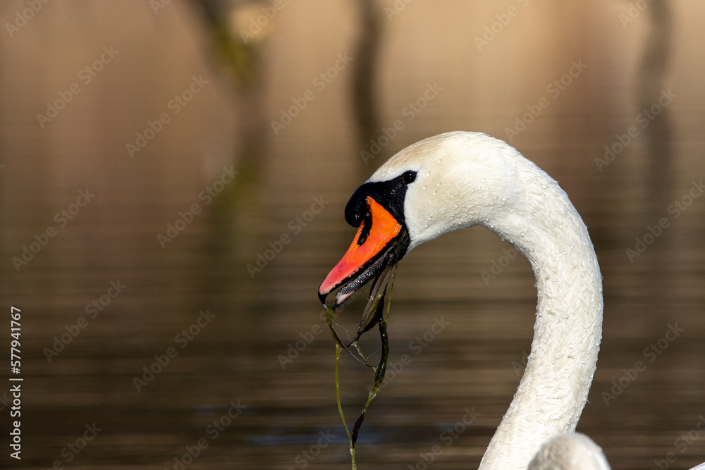 Fototapeta premium Close up of a Swan head with plant 