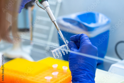 Foto Scientist loads samples DNA amplification by PCR into plastic PCR strip tubes