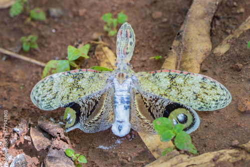 Konstfotografi Very rare beautiful brazilian butterfly