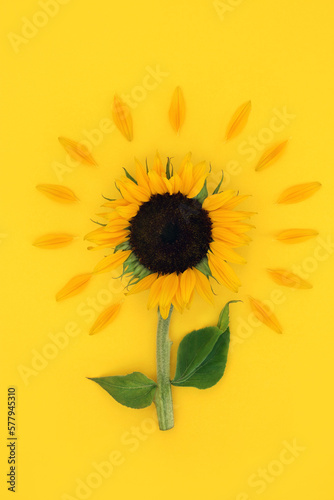 Fototapeta Naklejka Na Ścianę i Meble -  Sunflower summer sunny abstract design on yellow. Organic vegan health food with seeds for healthy dietary supplement. High in vitamin E, flavonoids, antioxidants omega 3. On yellow background.