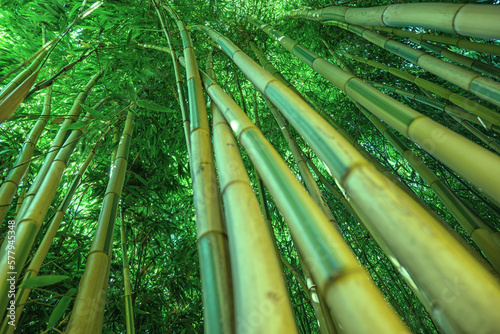 bamboos in a bamboo forest