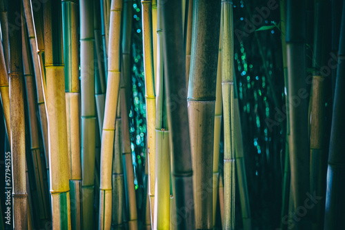Obraz na płótnie bamboos in a bamboo forest