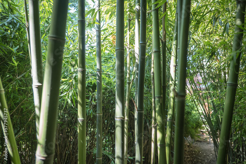 Fototapeta bamboos in a bamboo forest