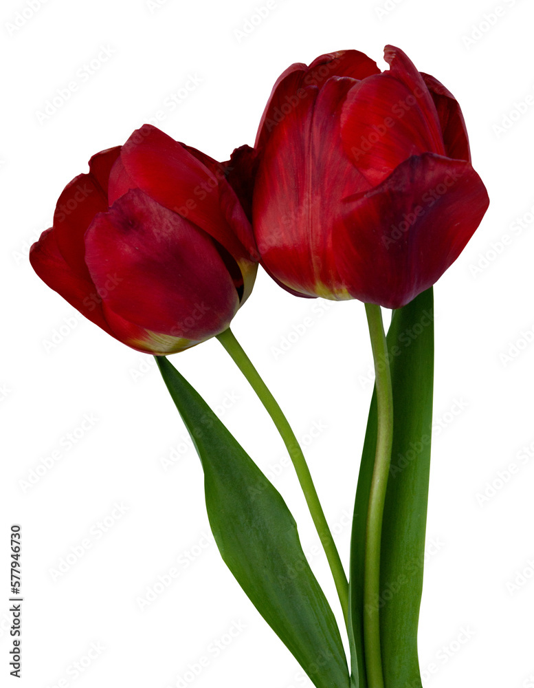 Obraz premium Two burgundy tulips with stem and leaves close up on isolated white background