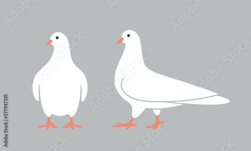 Dove logo. Isolated dove on white background. Bird