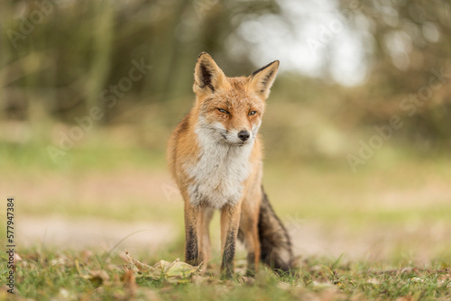 Close-up of a beautiful cute fox standing in the grass during autumn in the Netherlands, Amsterdamse waterleidingduinen.
