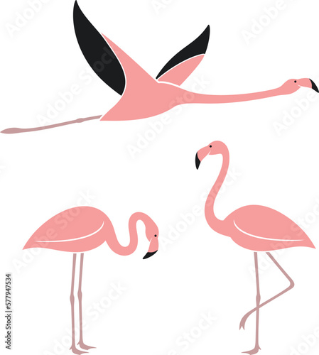 Flamingo logo. Isolated flamingo on white background