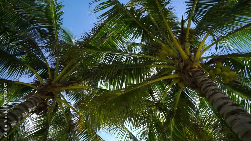 Coconut palm trees bottom view sun shining through branches swaying wind sunny. Driving under palm trees. Looking up coconut trees POV camera Passing daylight. Palm trees against blue sky.
Coconut palm trees bottom view sun shining through branches swaying wind sunny. Driving under palm trees. Looking up coconut trees POV camera Passing daylight. Palm trees against blue sky.