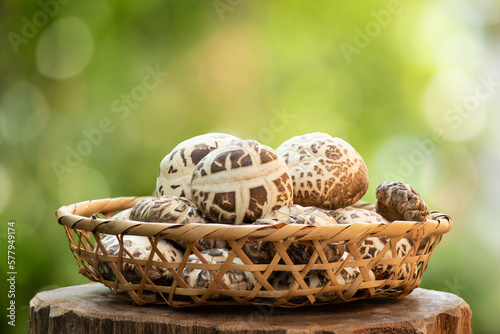 Shiitake mushroom on nature bokeh background. photo