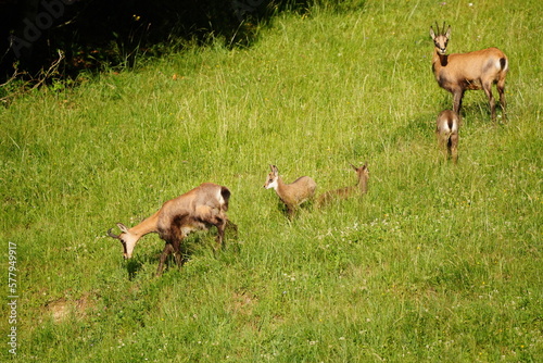 Chamois