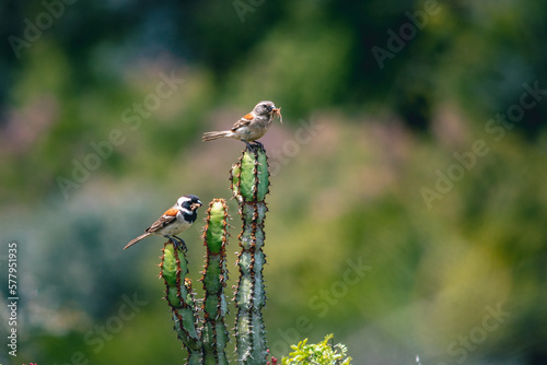 Cape Sparrow couple feeding on grasshoppers on cactus