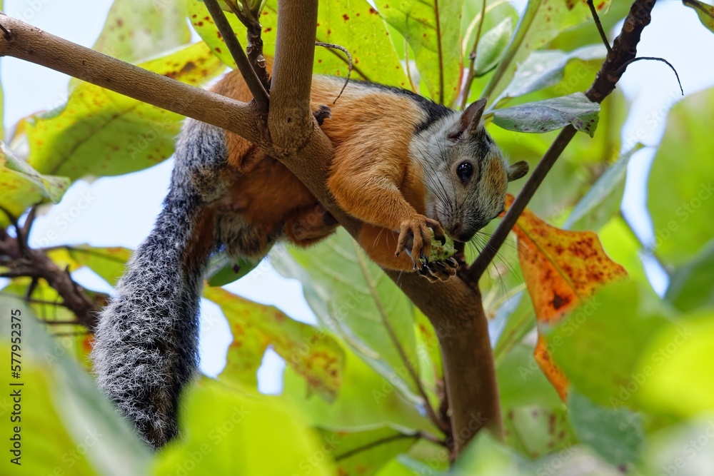Obraz premium Bunthörnchen