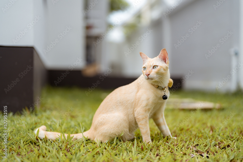 Ginger tabby cat is sitting calmly in the green grass, enjoying the warmth of the sun.