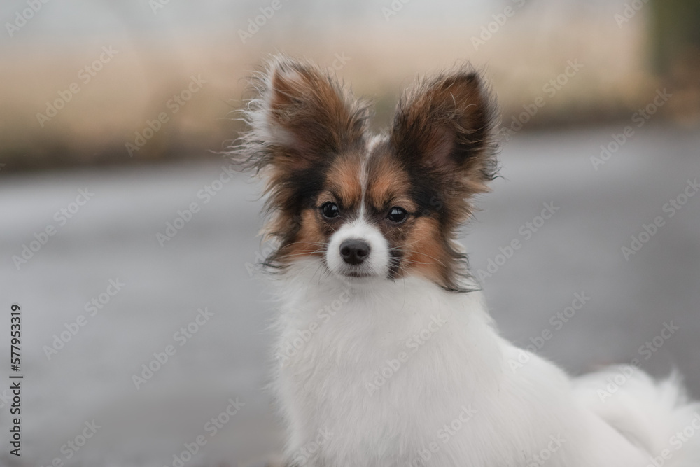 papillon papillon