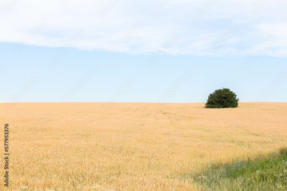 yellow field landscape with single tree and blue sky
