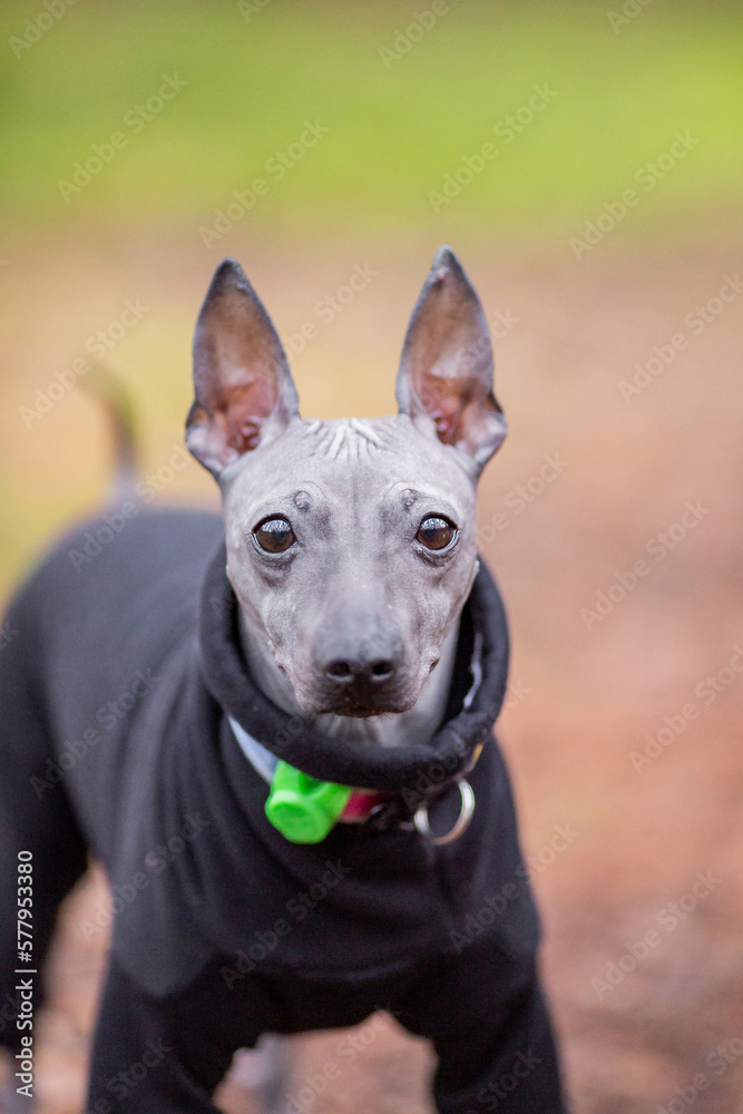 Fall portrait of a purebred American Hairless terrier in forest, naked dog with blurred background Fall portrait of a purebred American Hairless terrier in forest, naked dog with blurred background