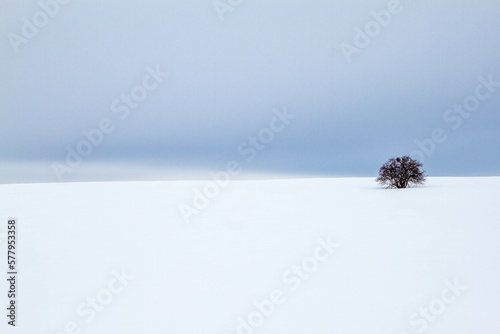 winter landscape with white field of snow and single small tree