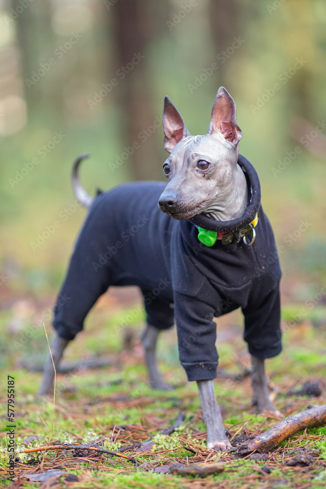 Fall full body of a purebred American Hairless terrier in forest, naked dog with blurred background, dressed