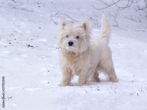 Cute white scotch terrier walks in the snow photo