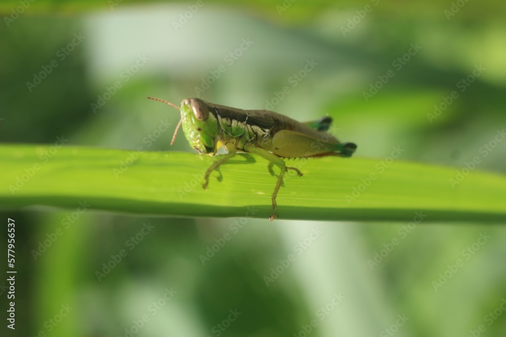 Stockfoto are herbivorous insects from the
