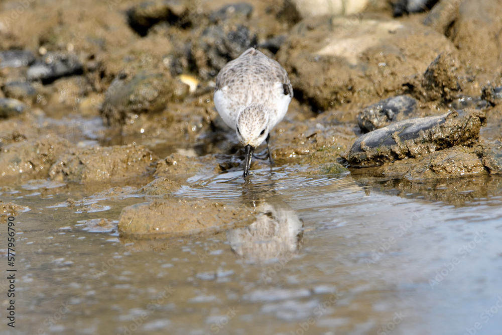 correlimos común o playero común buscando comida en el lodo de la orilla de la playa (Calidris alpina) correlimos común o playero común buscando comida en el lodo de la orilla de la playa (Calidris alpina)